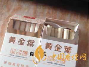 黃金葉天葉真假識(shí)別