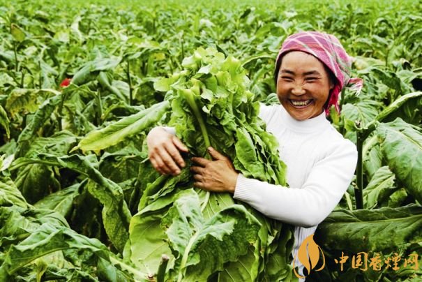 煙葉稅是什么，煙葉稅如何計(jì)算