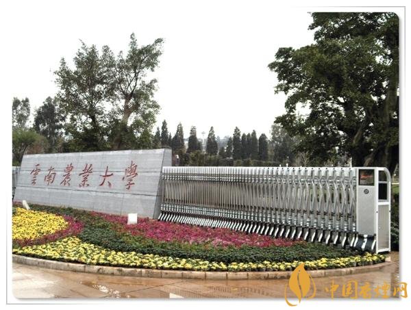 煙草專(zhuān)業(yè)大學(xué)排名，煙草專(zhuān)業(yè)就業(yè)前景好