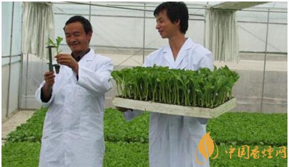 煙草專(zhuān)業(yè)大學(xué)排名，煙草專(zhuān)業(yè)就業(yè)前景好