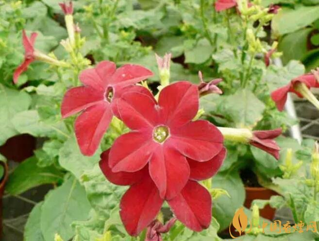 煙草花花語(yǔ)是什么，煙草花什么時(shí)候開(kāi)花