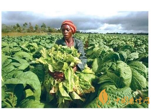 津巴布韋煙葉為什么好，黃金煙葉成為國(guó)寶