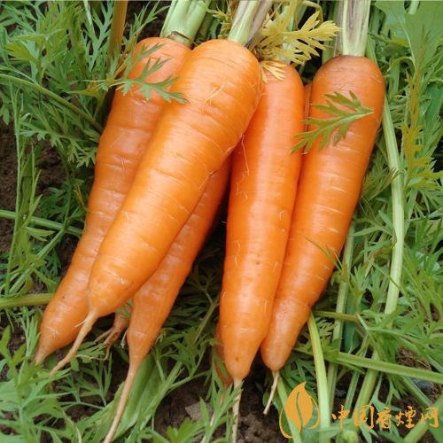 預防抽煙得肺癌，這些食物降低抽煙傷害