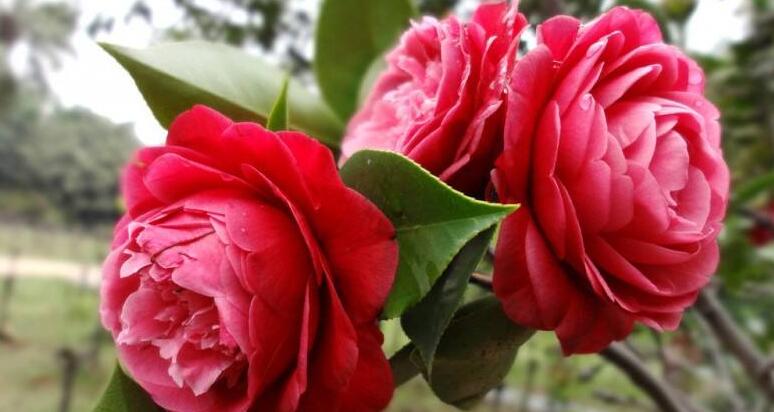 二手煙克星最大的植物是什么 七大吸收二手煙最好的植物(7種)