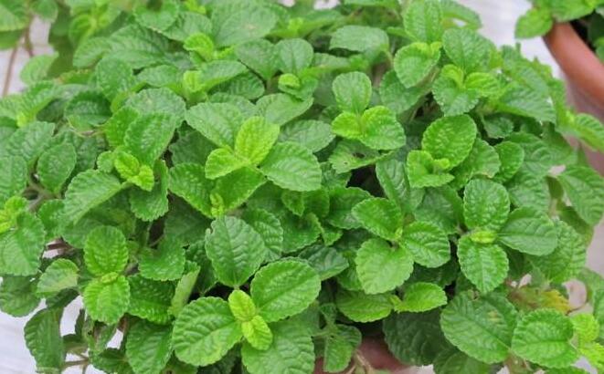 怎么去除尼古丁植物 哪種植物最吸尼古丁(萬年青)