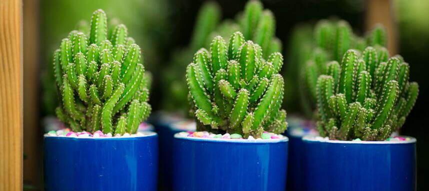 家里有抽煙的養(yǎng)什么花好 吸煙的花草都有什么(7種)