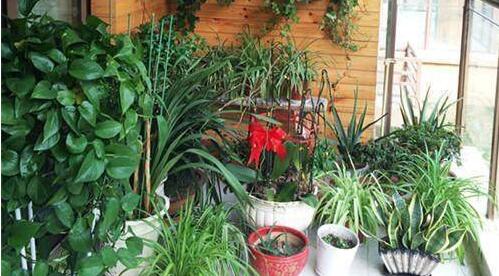 抽煙的房間放什么植物好 抽煙家里需要什么植物(5種)